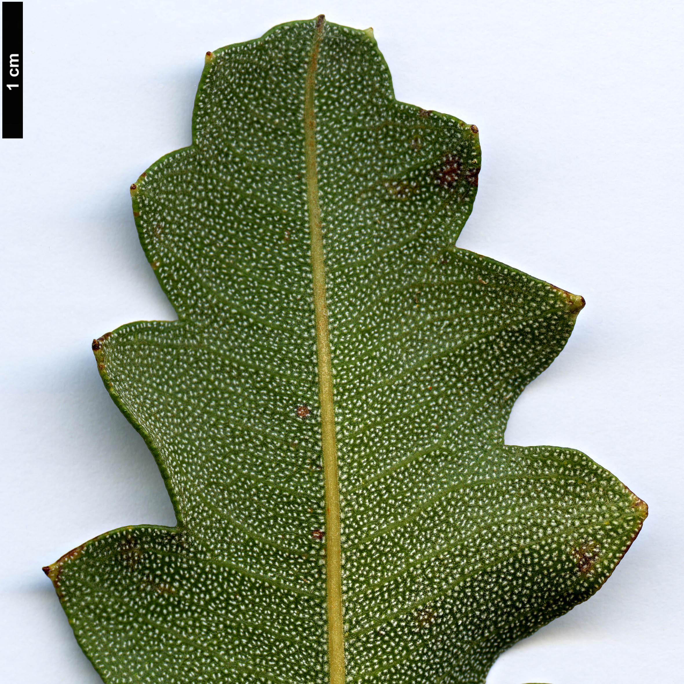 High resolution image: Family: Proteaceae - Genus: Banksia - Taxon: gardneri - SpeciesSub: var. gardneri